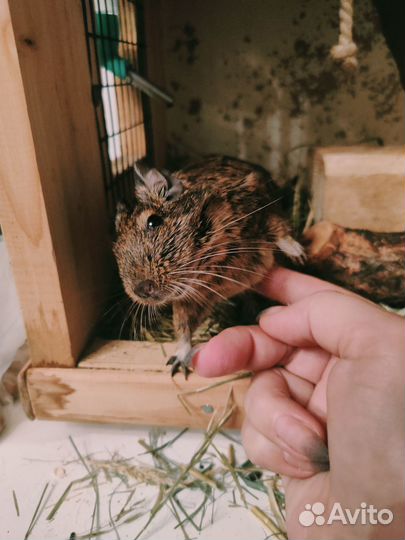 Отдам в хорошие руки