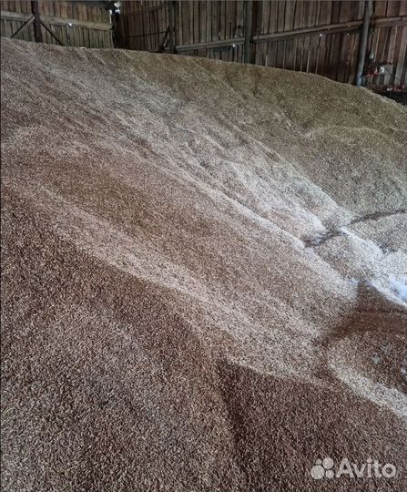 Фуражная кукуруза, Рожь озимая корма