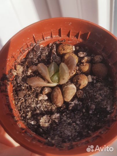 Хавортия трунката купера и хавортия мидоригаме