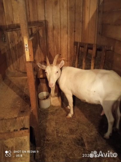 Зааненская дойная коза, альпийская, дойная коза