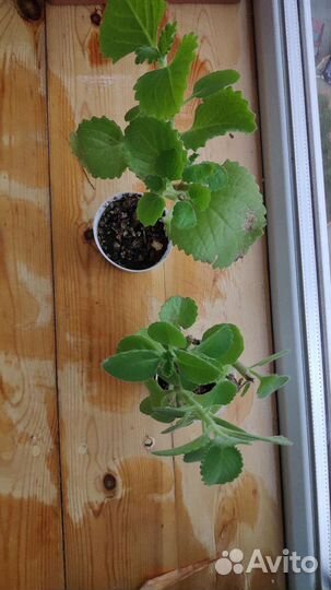 Пеларгония герань