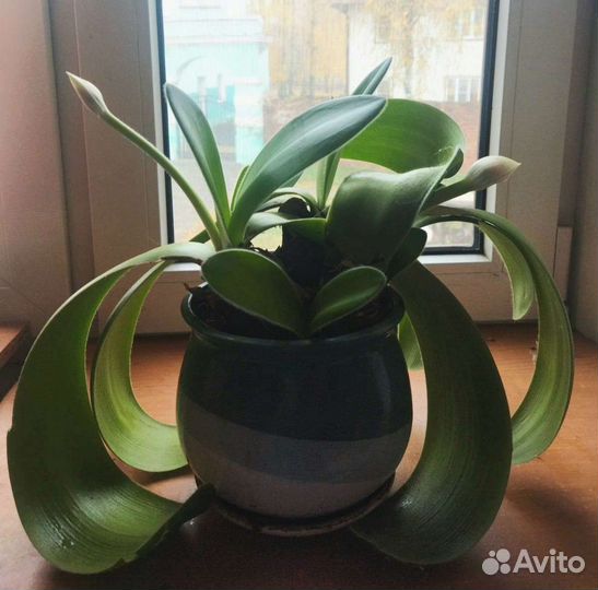 Гемантус (олений язык)