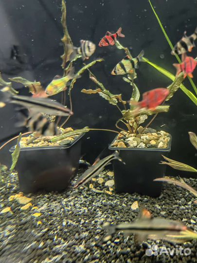 Аквариумные рыбки тернеция, данио, барбусы