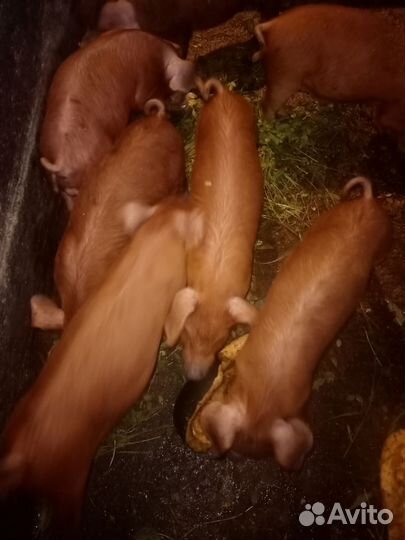 Поросенок Дюрок