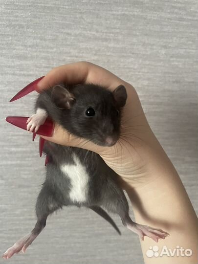 Крыса дамбо