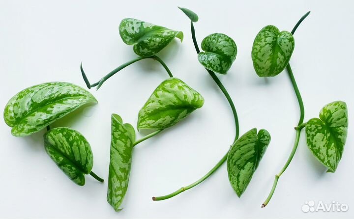 Scindapsus Pictus Treubii (Exotica) Экзотика