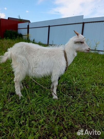 Козел на случку