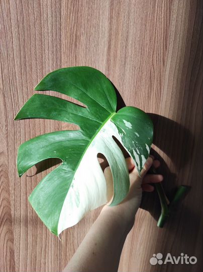 Монстера вариегатная Альба