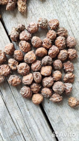 Сортовая чуфа