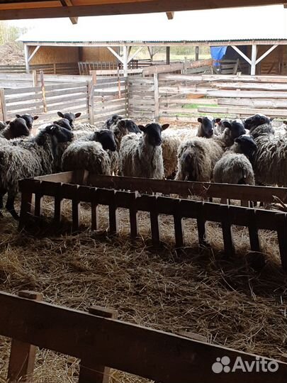 Овцы бараны ягнята романовские