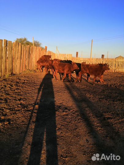 Тёлки подсосные