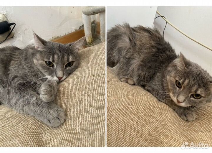 Кошечка Соня ищет дом