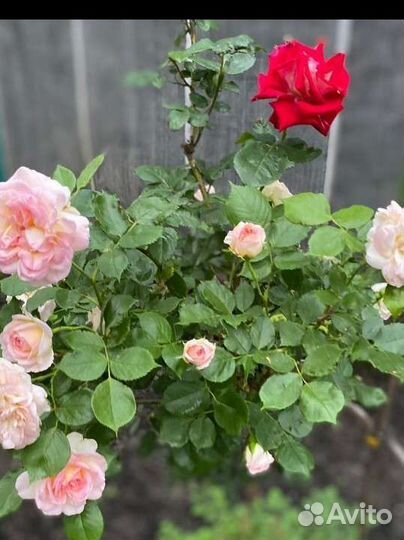 Услуги сиделки у себя на дому. Благовещенск