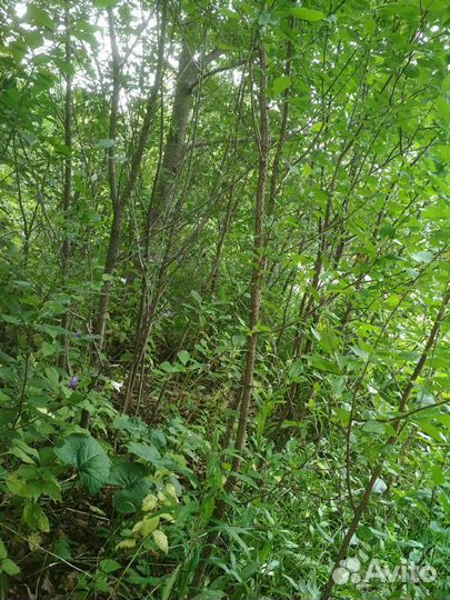 Вишня саженцы зимостойкая 1-5 леткние штамбовая