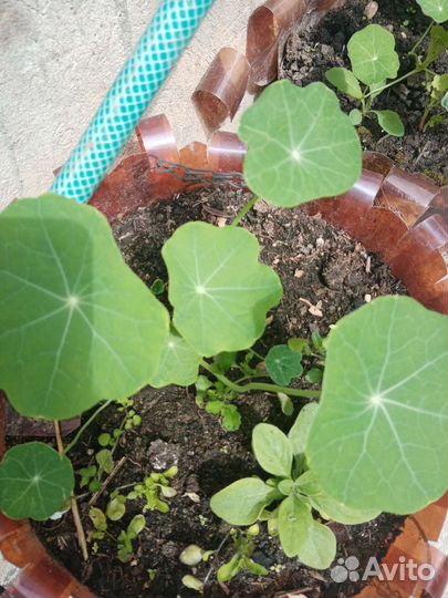 Растения для сада