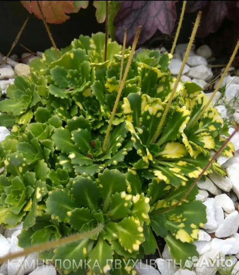 Садовые эксклюзивные цветы