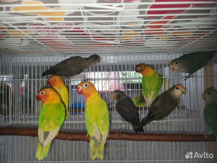 Попугай волнистый и неразлучник/волнистики малыши