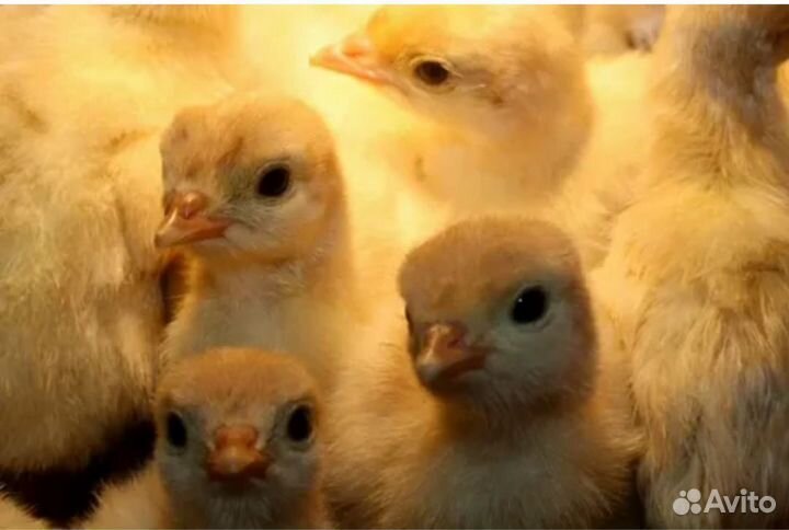 Индюшата Биг 6, Хайбрид Конвертер