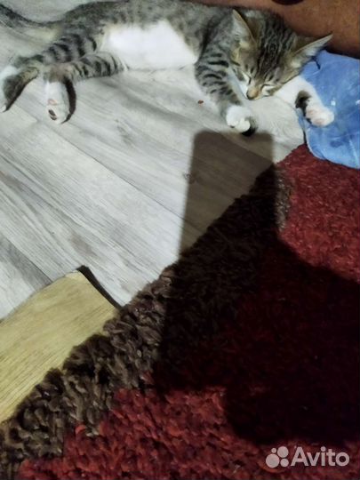 Котенок в добрые руки