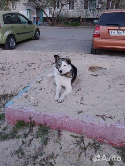 Собака в добрые руки -помесь Хаски
