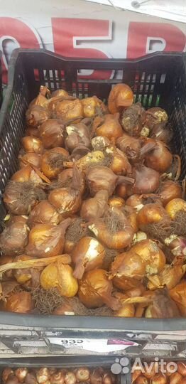 Луковицы безвременника