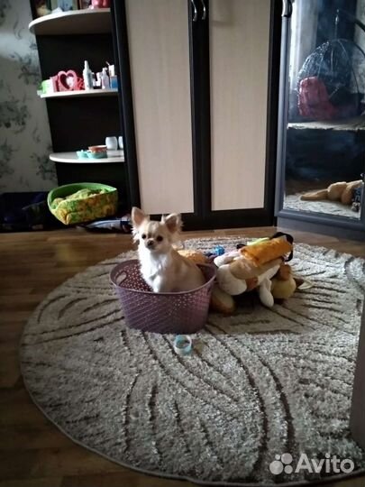 Вязка кобель чихуахуа