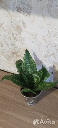 Сансевиерия ханни