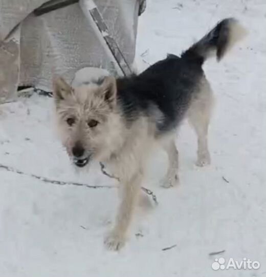Собака в добрые руки - бросили барбоску