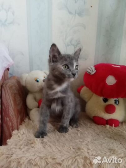 Малышка в добрые руки