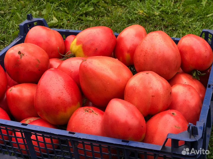 Продам помидоры