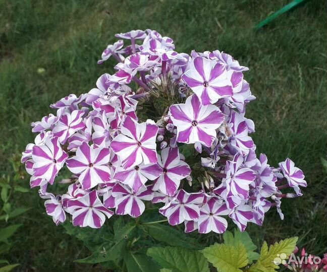 Флоксы разные