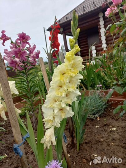 Гладиолусы луковицы