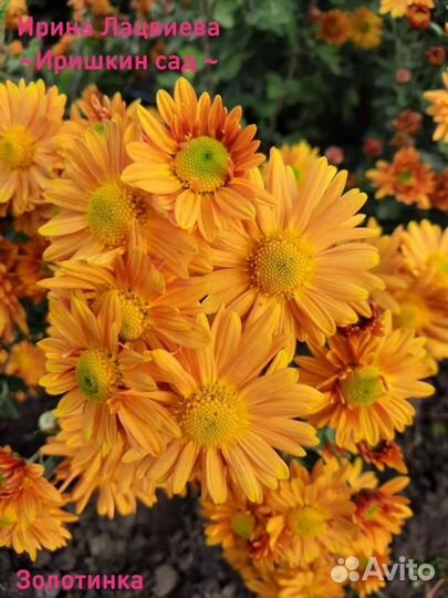 Хризантема корейская (маточники)