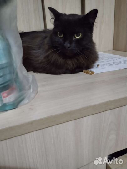 Котики бесплатно