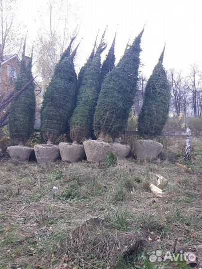 Ель обыкновенная