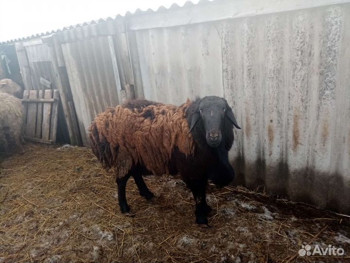 Курдючные овцы ярки ярочки