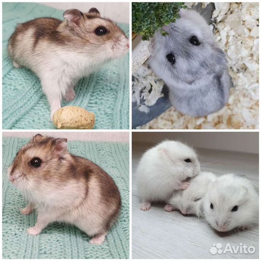 Джунгарский хомяк