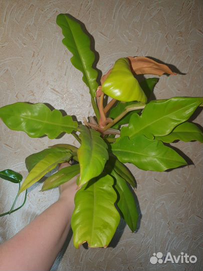 Филодендрон Golden crocodile, Ring of fire