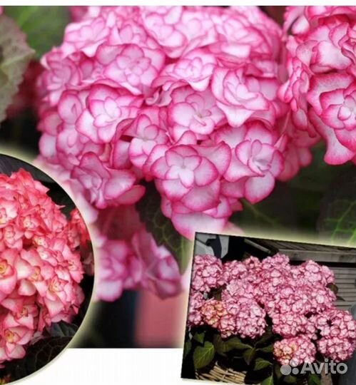 Гортензия крупнолистовая мисс саори