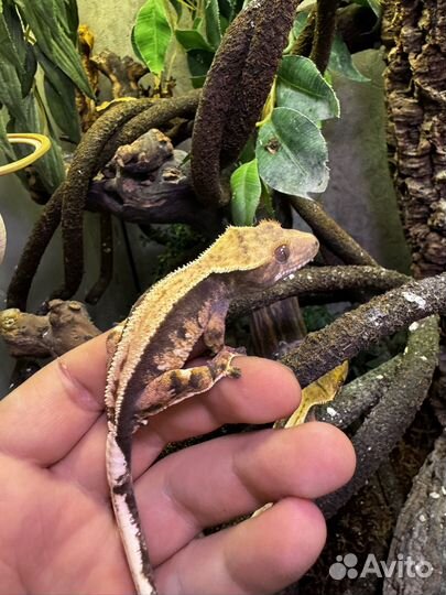 Реснитчатый бананоед