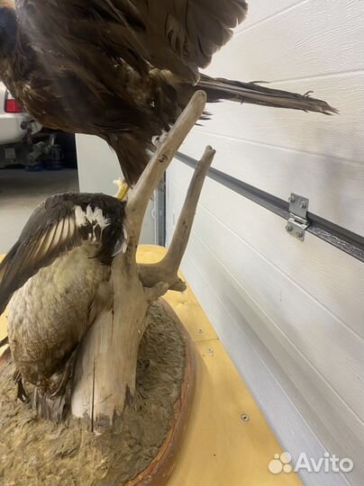 Чучело птицы