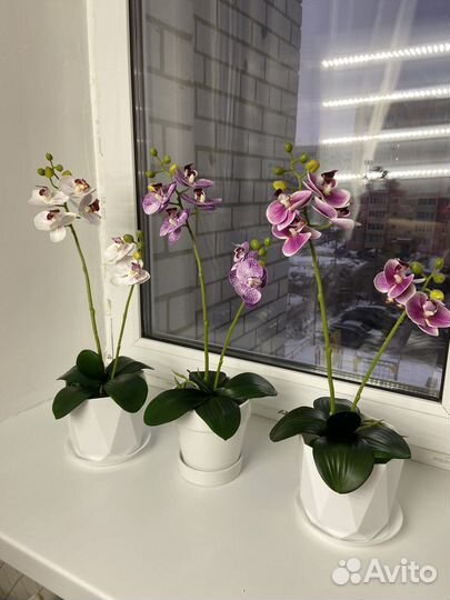 Орхидея эко