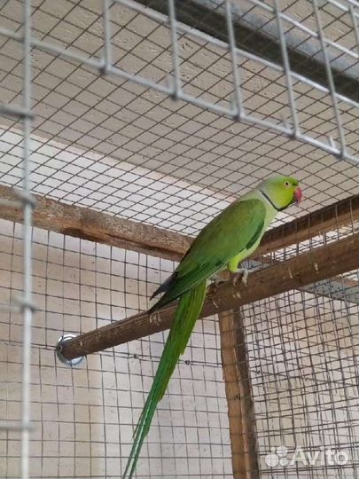 Ожереловый попугай