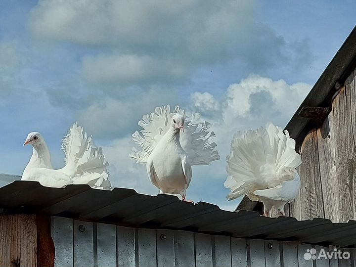 Голуби павлины