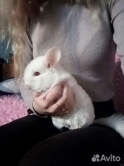 Передержка кошек, собак, птиц, грызунов Зооняня