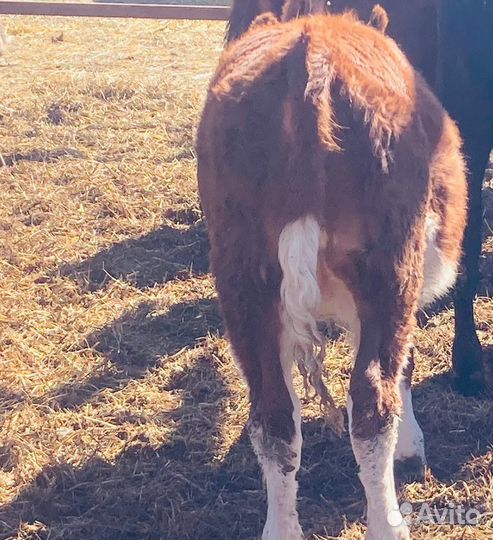 Телочка Герефодр