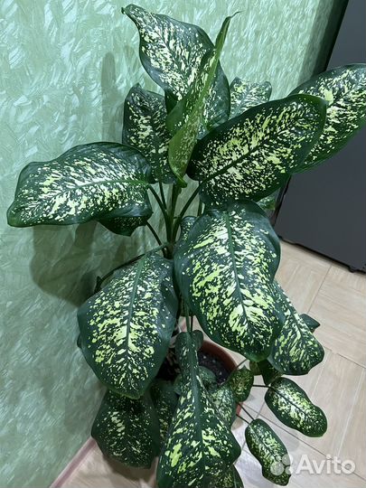 Диффенбахия