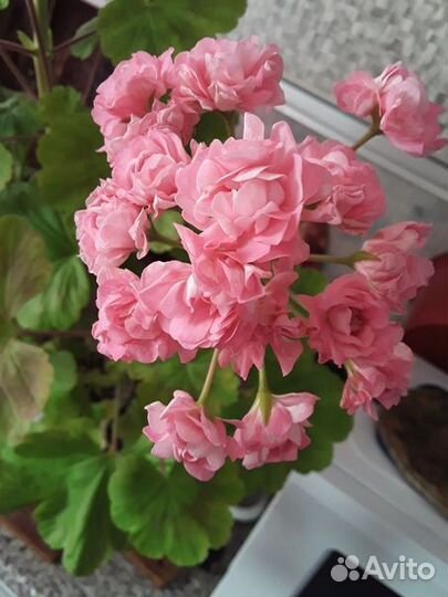 Пеларгонии махровые, розебудные. Герань