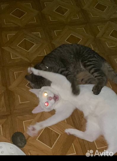 Белая кошка с разноцветными глазами