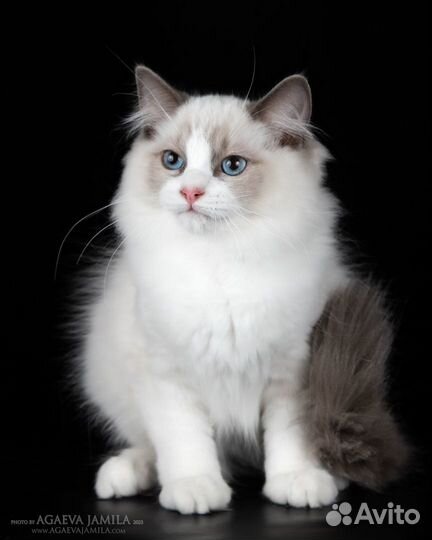 Котейка рэгдолл